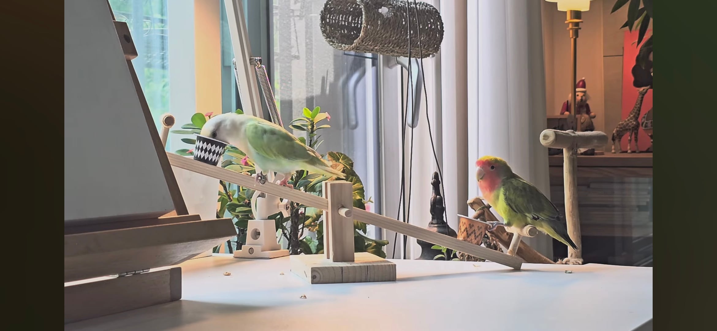 다이소로 만든 연못 정원🌿 관리 (+🐦🦜) | 인스티즈