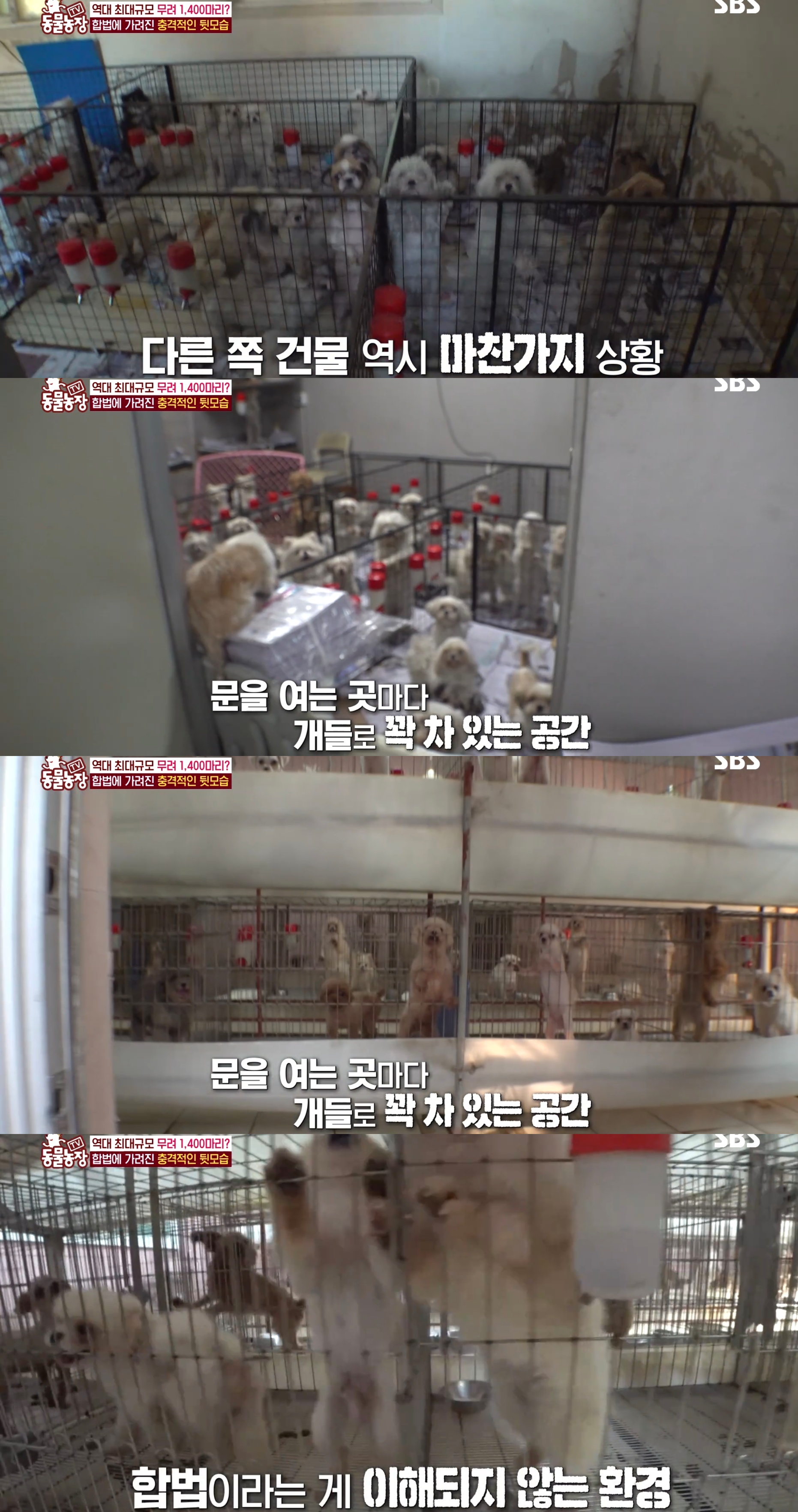 충격이다 못해 기괴한 오늘자 동물농장 폭로 방송 (충격주의).jpg | 인스티즈