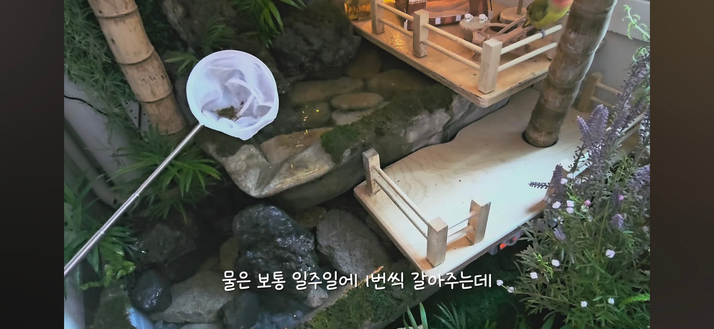 다이소로 만든 연못 정원🌿 관리 (+🐦🦜) | 인스티즈