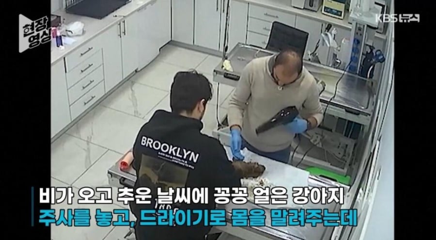죽어가는 새끼 물고 동물병원 찾아간 어미개 | 인스티즈