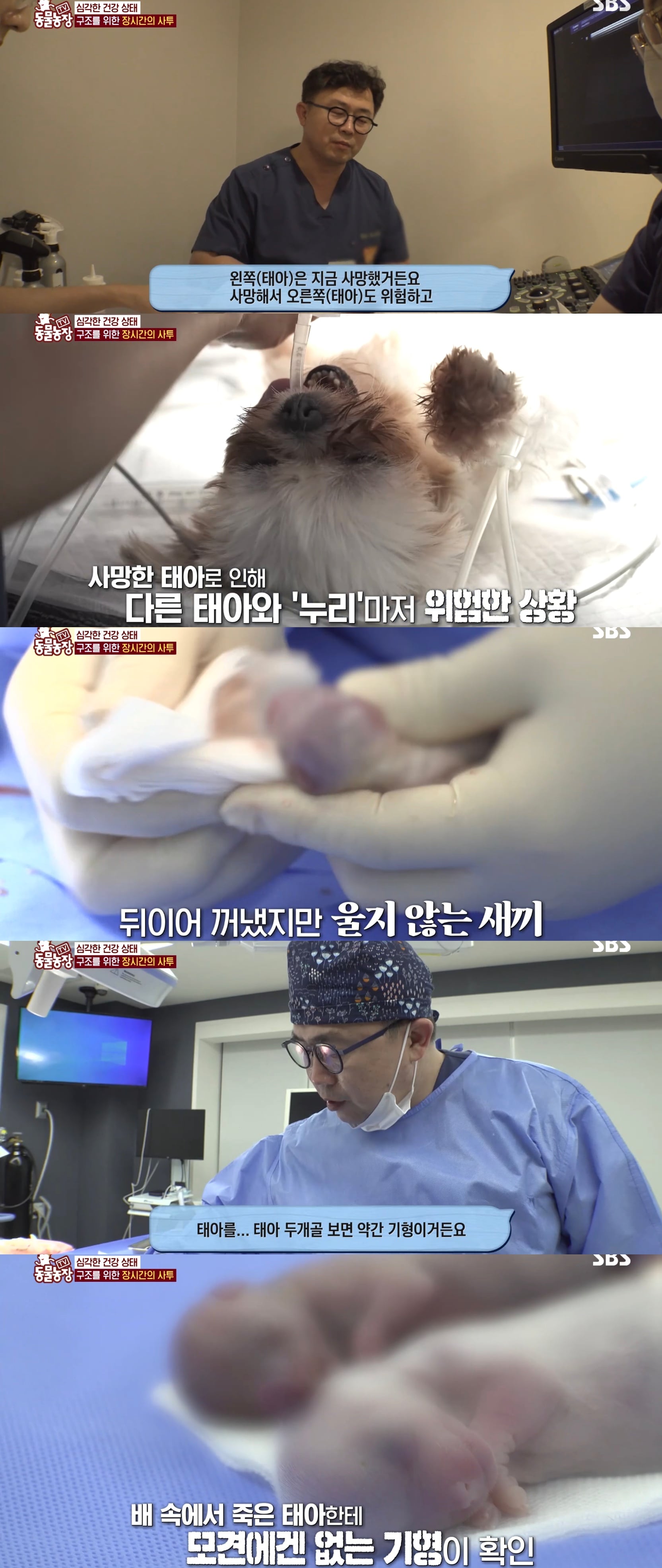 충격이다 못해 기괴한 오늘자 동물농장 폭로 방송 (충격주의).jpg | 인스티즈