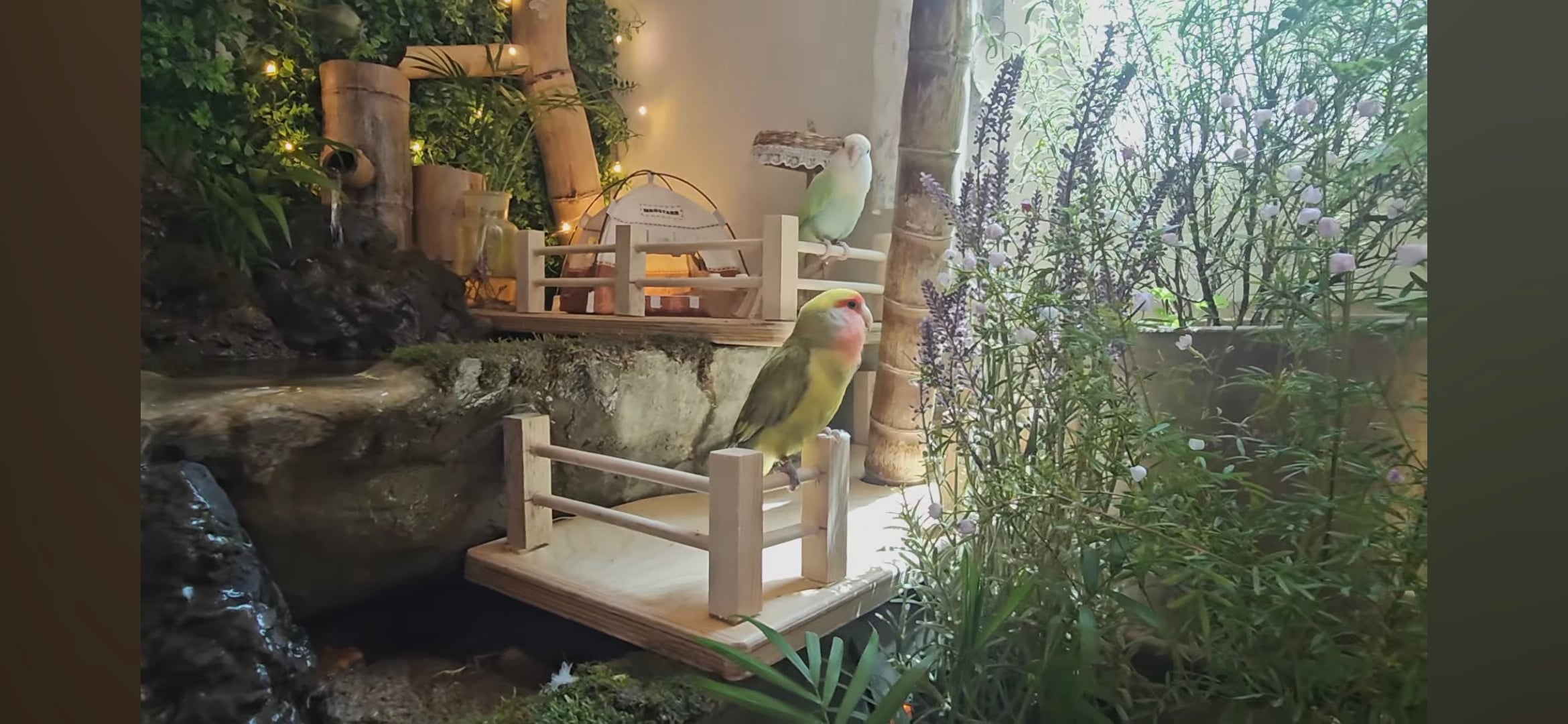 다이소로 만든 연못 정원🌿 관리 (+🐦🦜) | 인스티즈