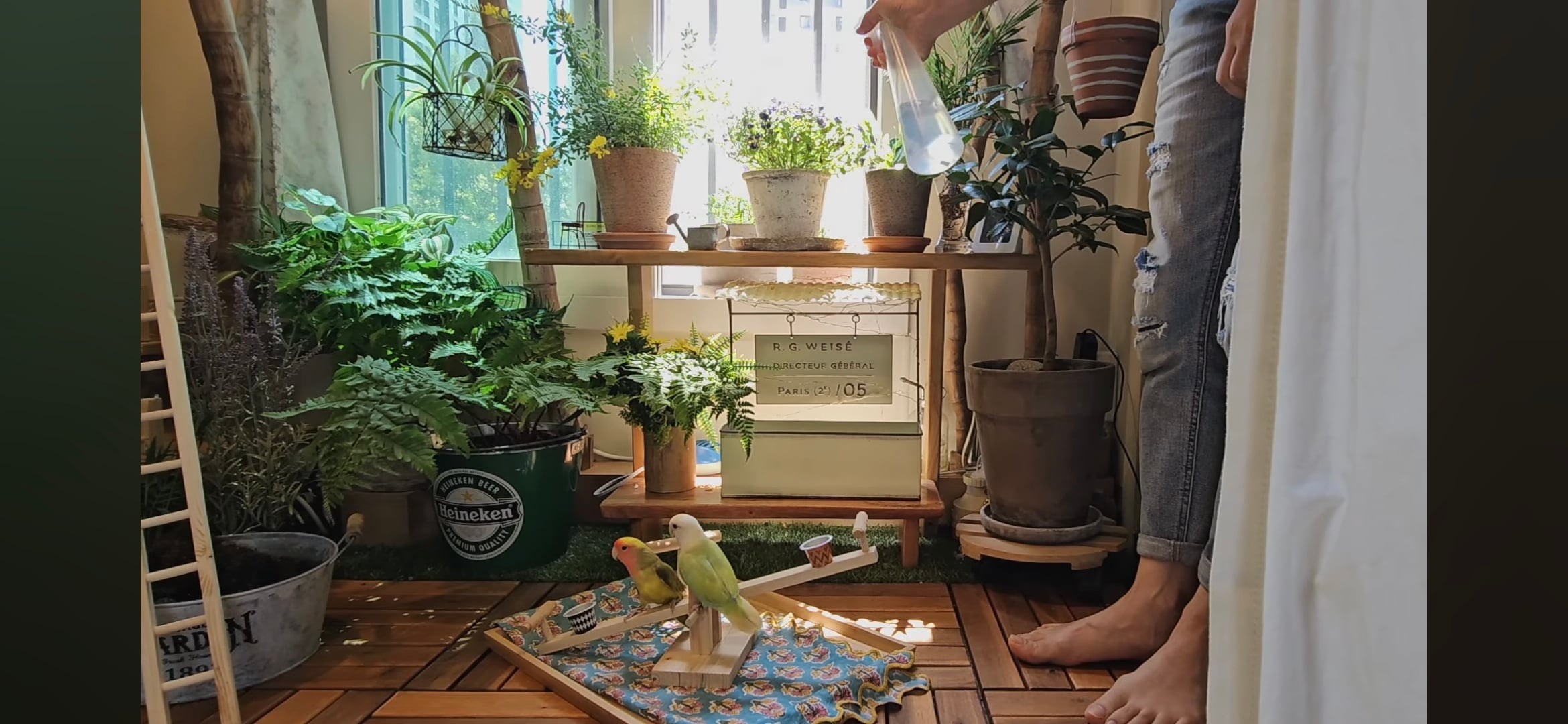다이소로 만든 연못 정원🌿 관리 (+🐦🦜) | 인스티즈