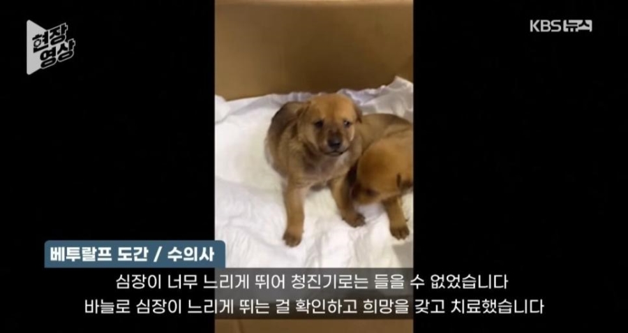 죽어가는 새끼 물고 동물병원 찾아간 어미개 | 인스티즈