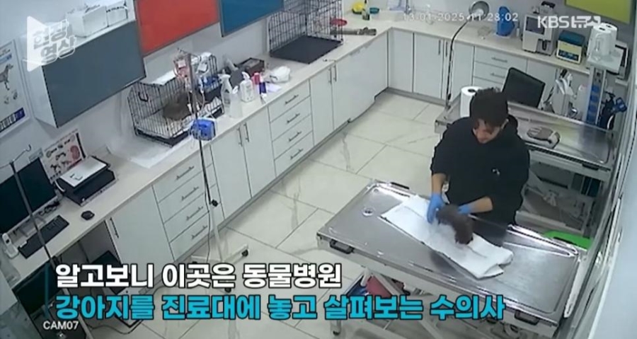 죽어가는 새끼 물고 동물병원 찾아간 어미개 | 인스티즈
