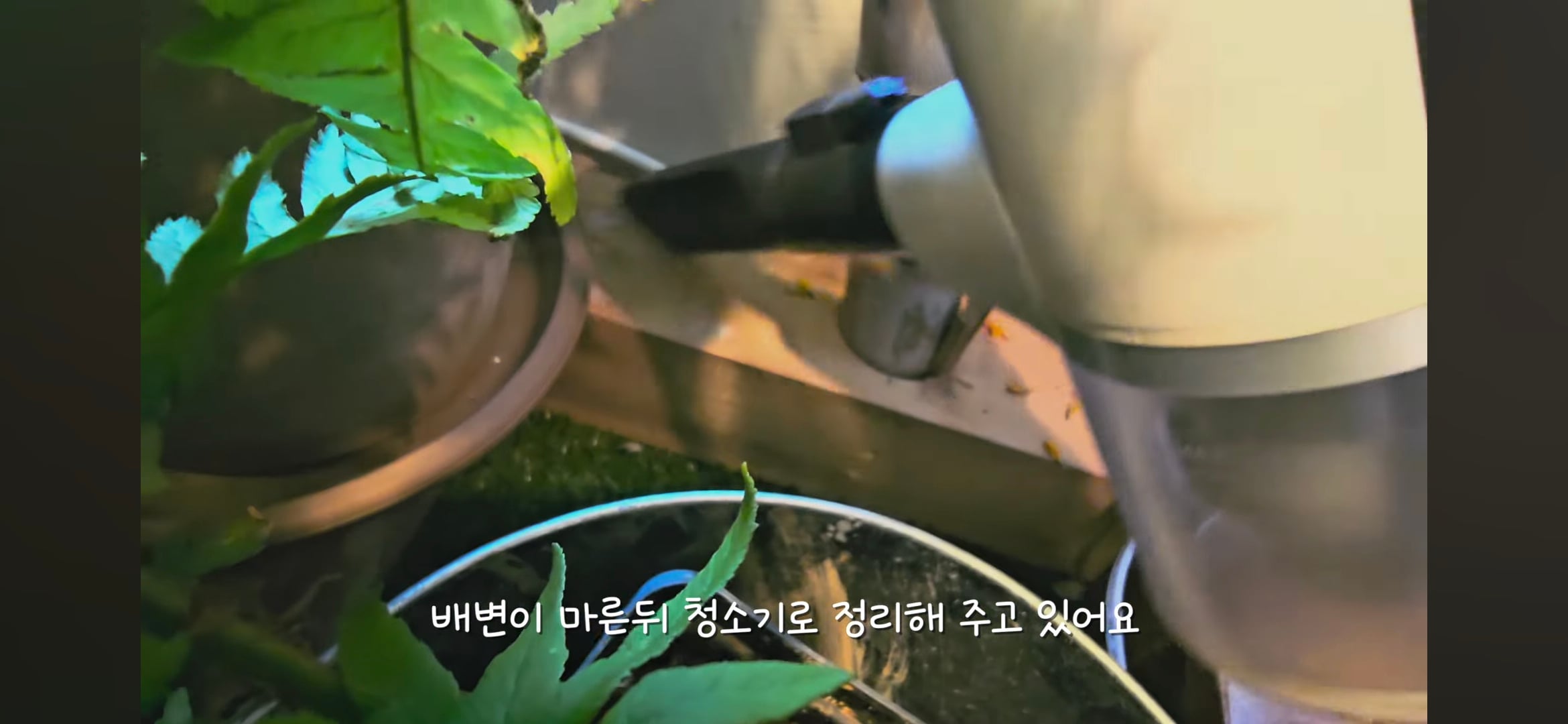 다이소로 만든 연못 정원🌿 관리 (+🐦🦜) | 인스티즈