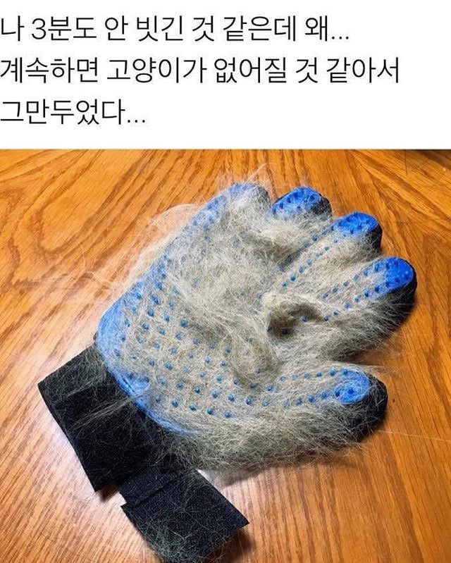 고양이를 없어지게 만드는 장갑 | 인스티즈