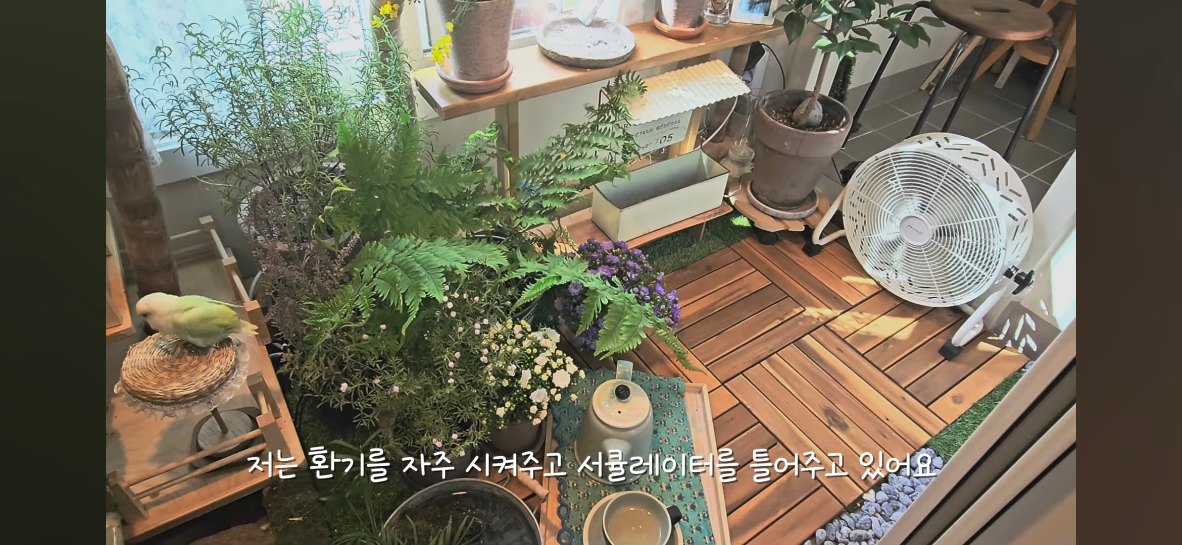 다이소로 만든 연못 정원🌿 관리 (+🐦🦜) | 인스티즈
