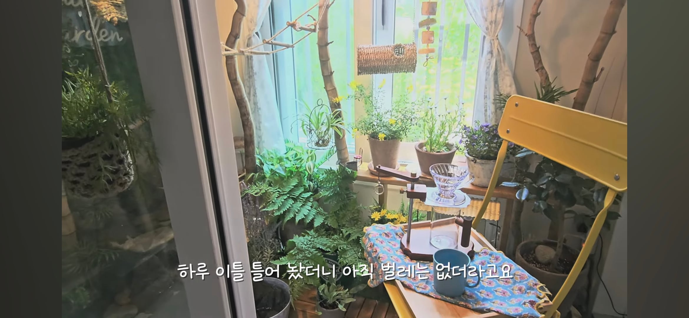 다이소로 만든 연못 정원🌿 관리 (+🐦🦜) | 인스티즈