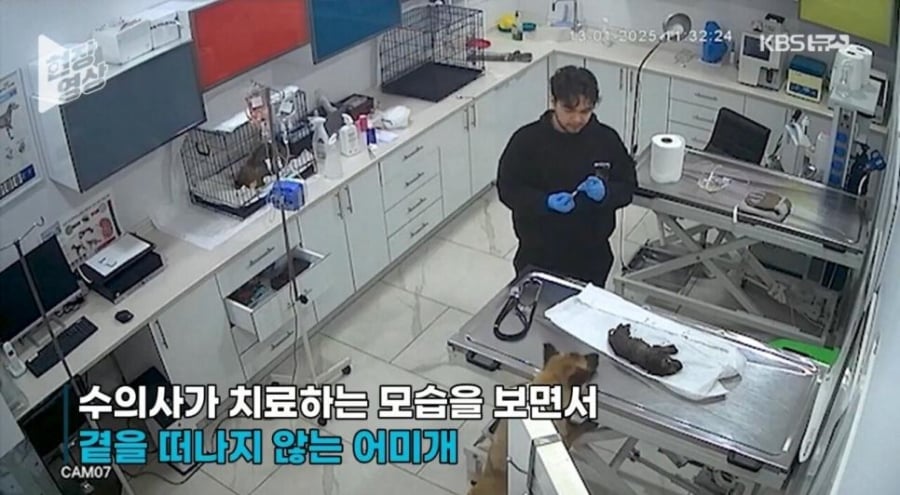 죽어가는 새끼 물고 동물병원 찾아간 어미개 | 인스티즈