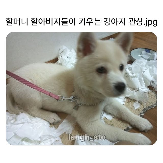 할머니할아버지들이 키우는 댕댕이 관상 | 인스티즈