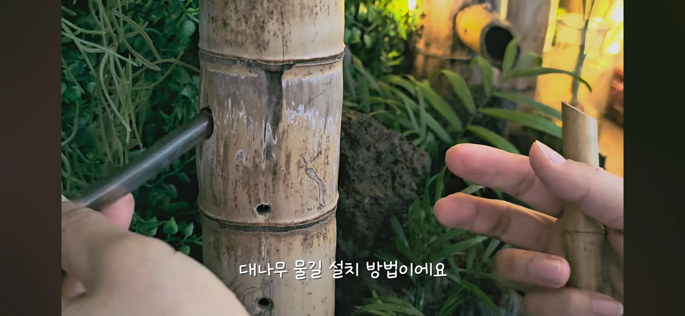 다이소로 만든 연못 정원🌿 관리 (+🐦🦜) | 인스티즈