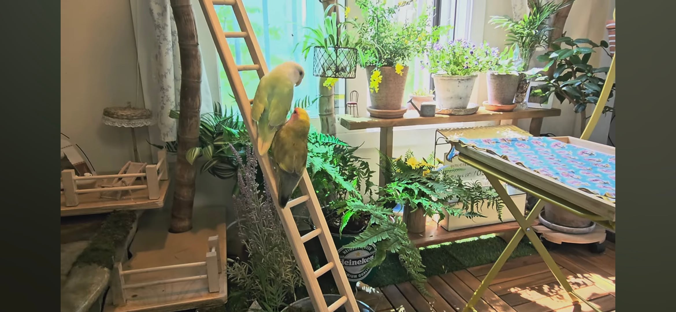 다이소로 만든 연못 정원🌿 관리 (+🐦🦜) | 인스티즈