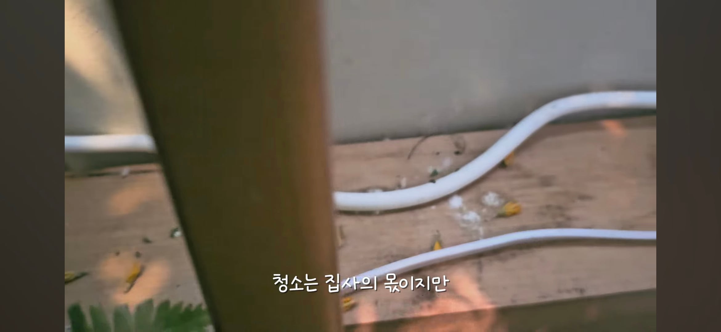 다이소로 만든 연못 정원🌿 관리 (+🐦🦜) | 인스티즈