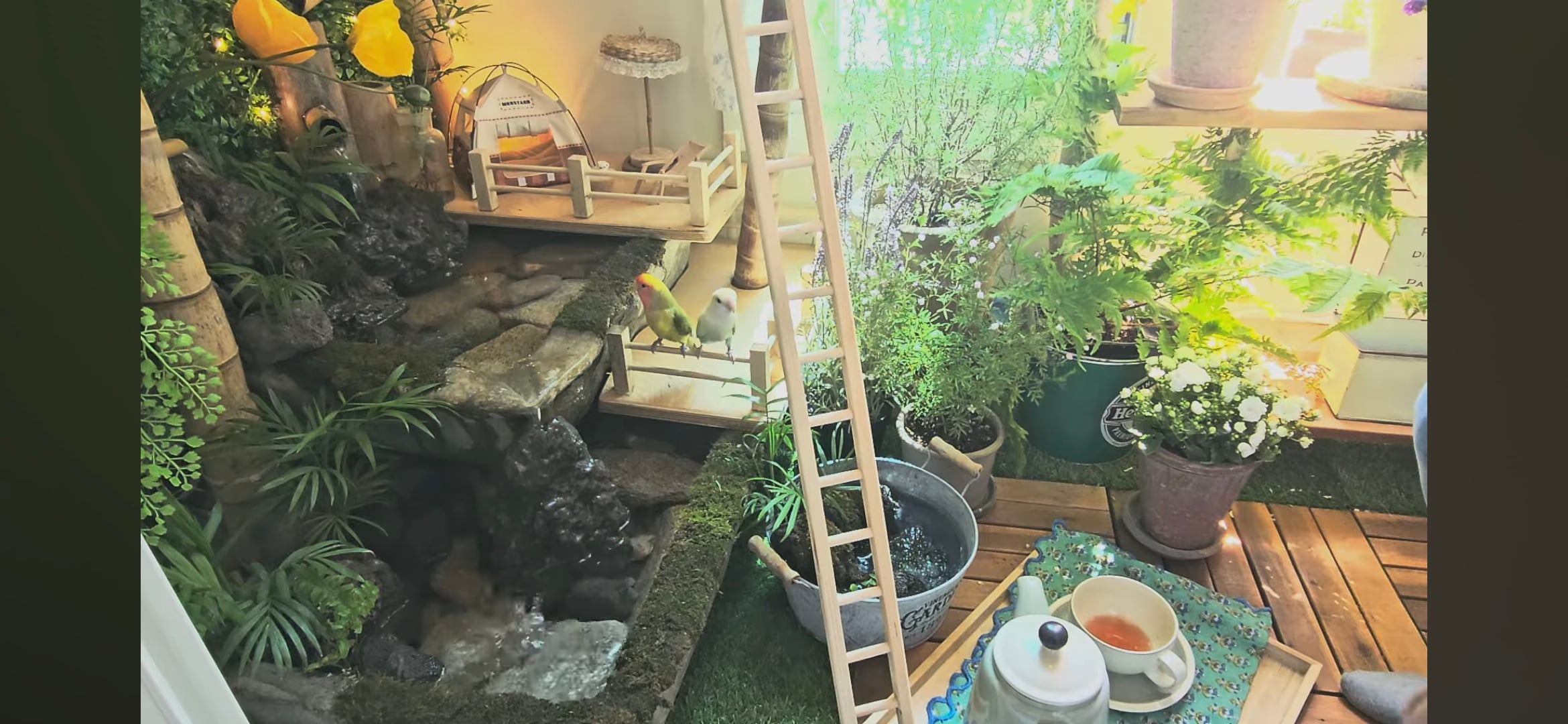 다이소로 만든 연못 정원🌿 관리 (+🐦🦜) | 인스티즈