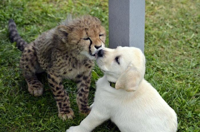 치타의 사교성 기르는 방법 🐆🐕 | 인스티즈