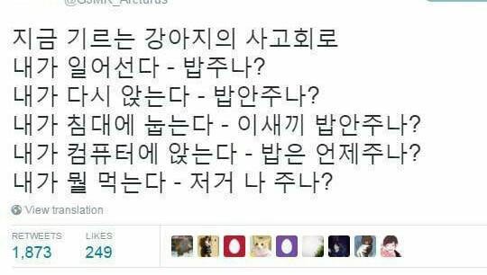 댕댕이의 사고 회로 | 인스티즈