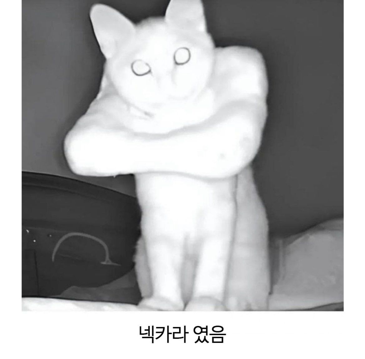팔짱 끼고 있는 고양이 | 인스티즈