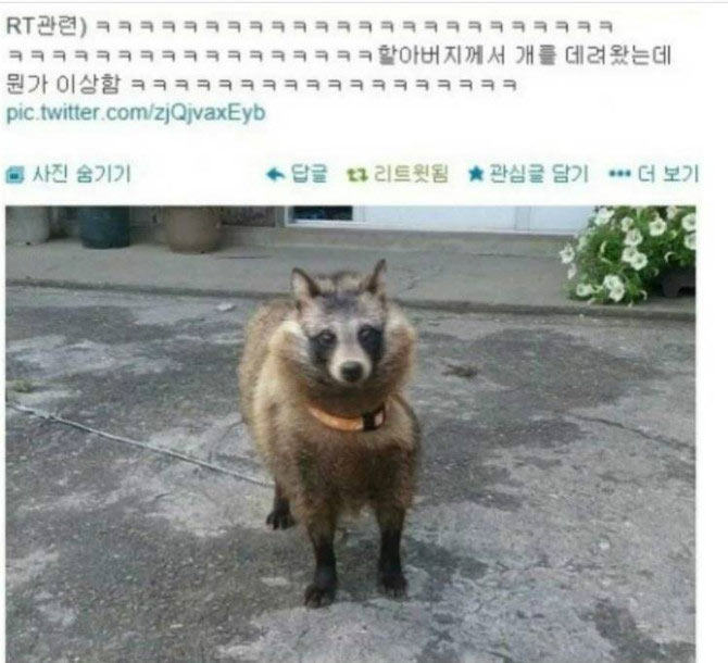 할아버지가 데려온 개 | 인스티즈
