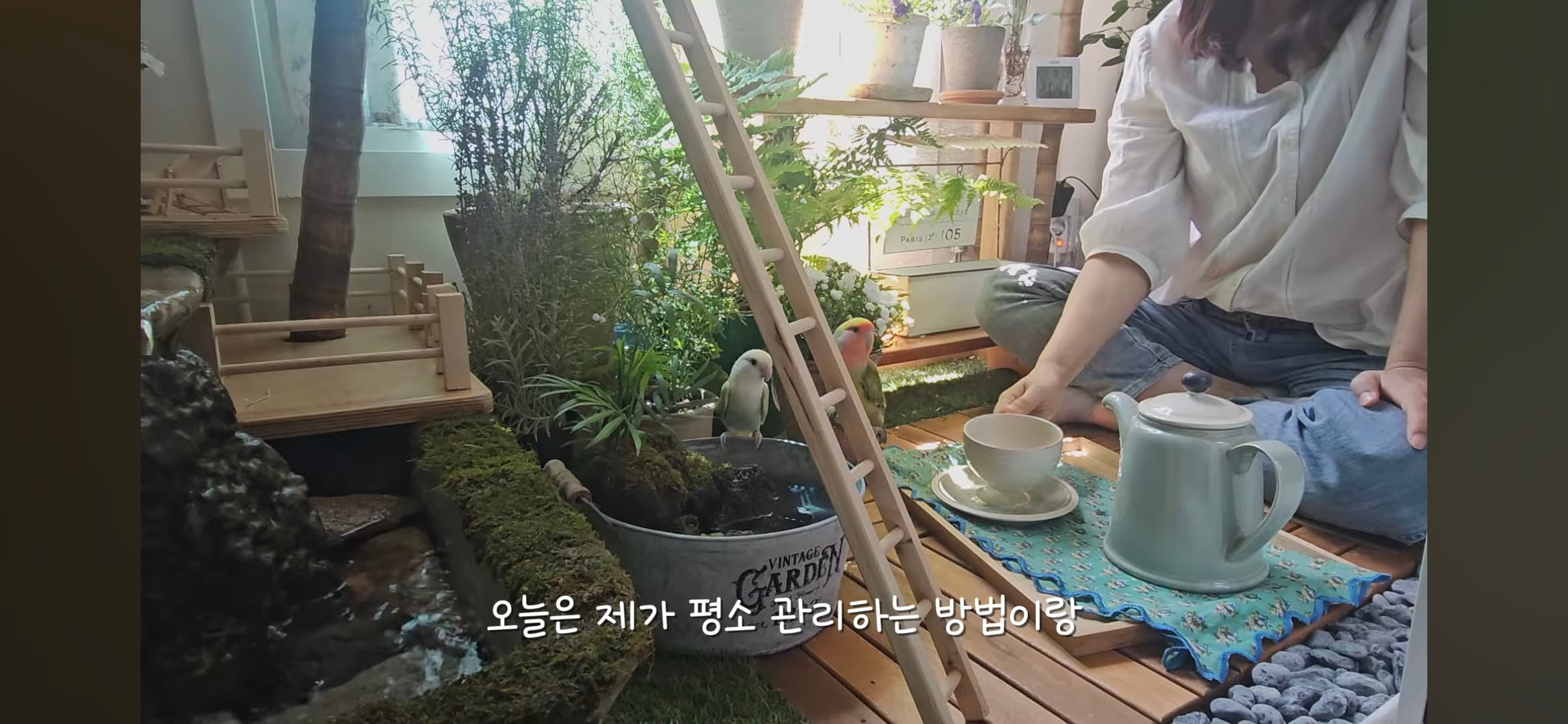 다이소로 만든 연못 정원🌿 관리 (+🐦🦜) | 인스티즈