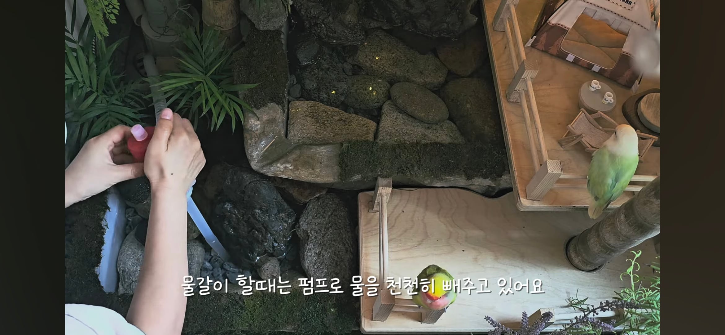 다이소로 만든 연못 정원🌿 관리 (+🐦🦜) | 인스티즈
