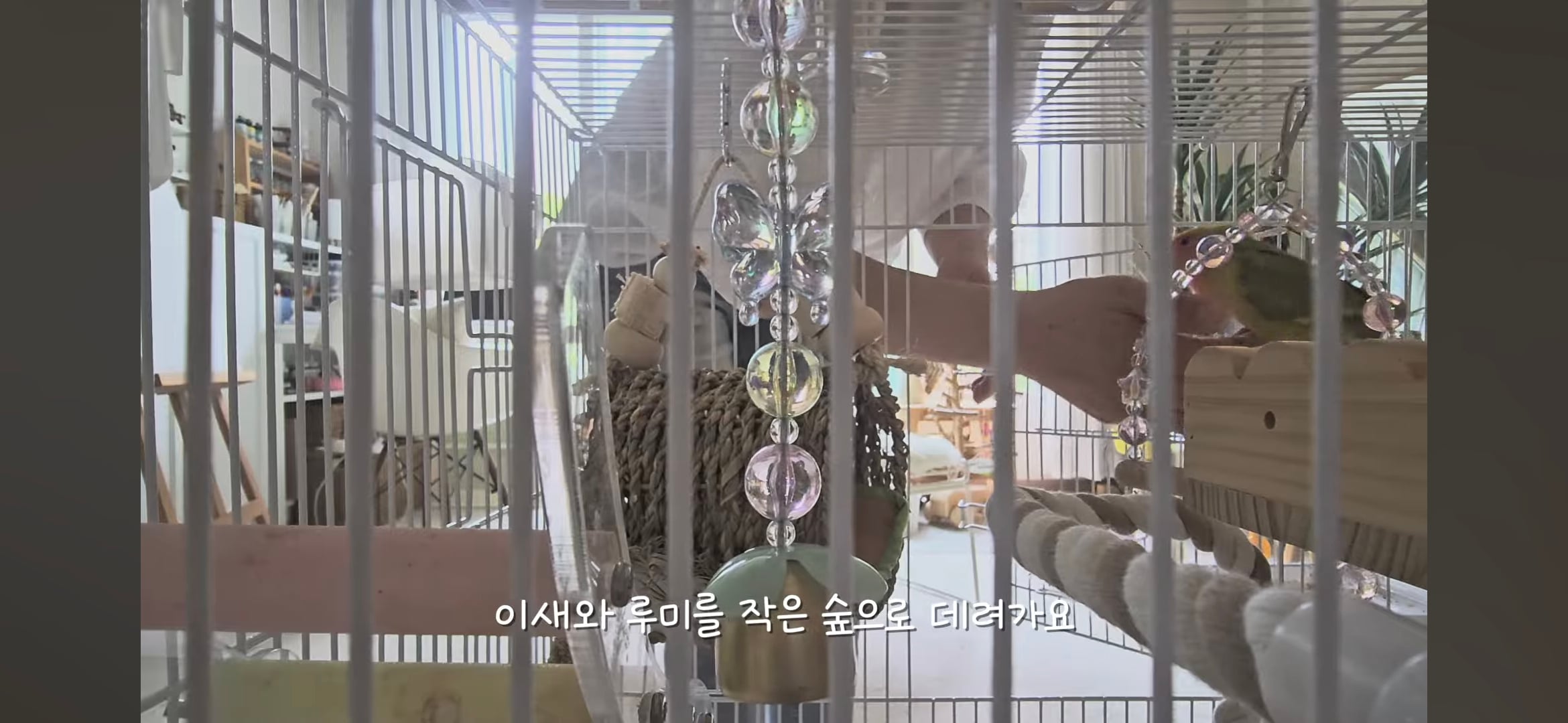 다이소로 만든 연못 정원🌿 관리 (+🐦🦜) | 인스티즈