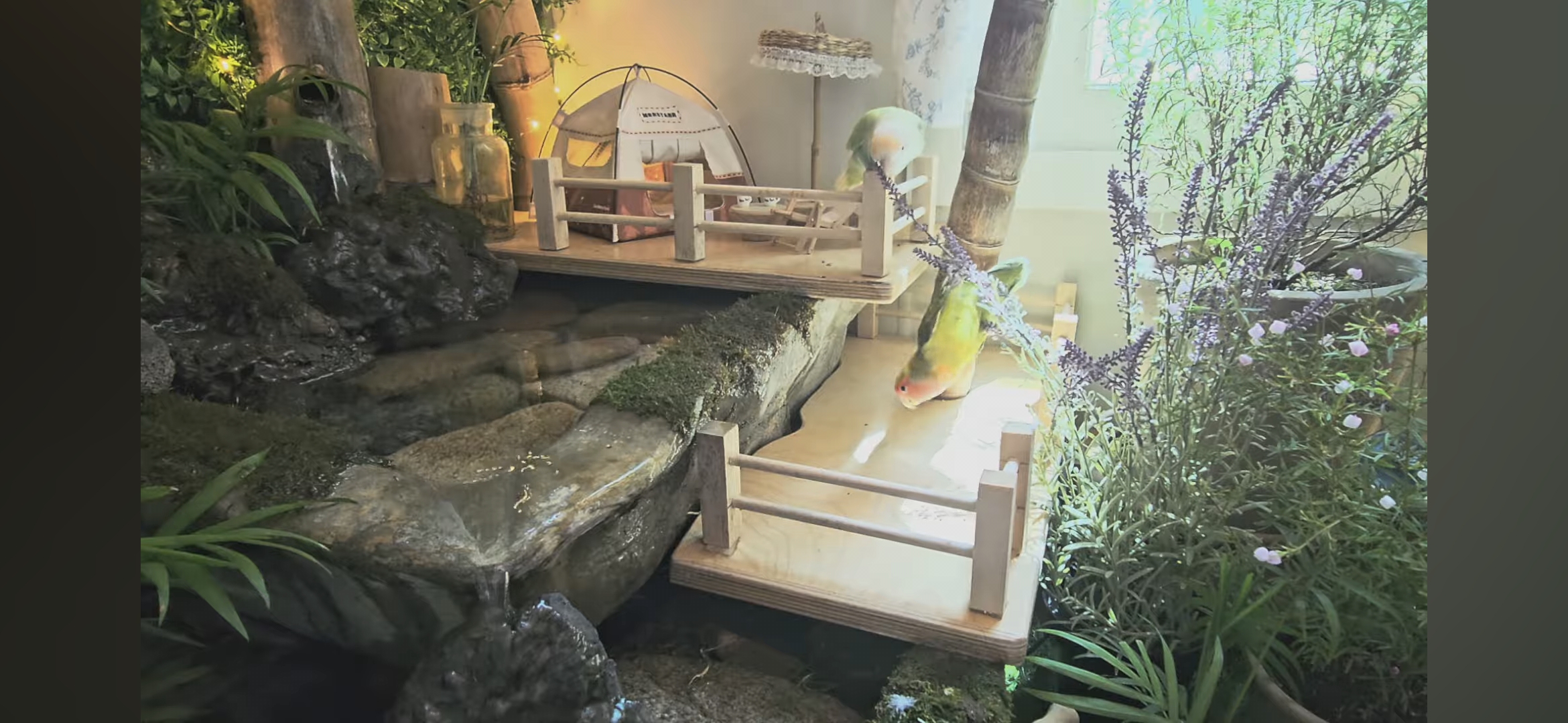 다이소로 만든 연못 정원🌿 관리 (+🐦🦜) | 인스티즈