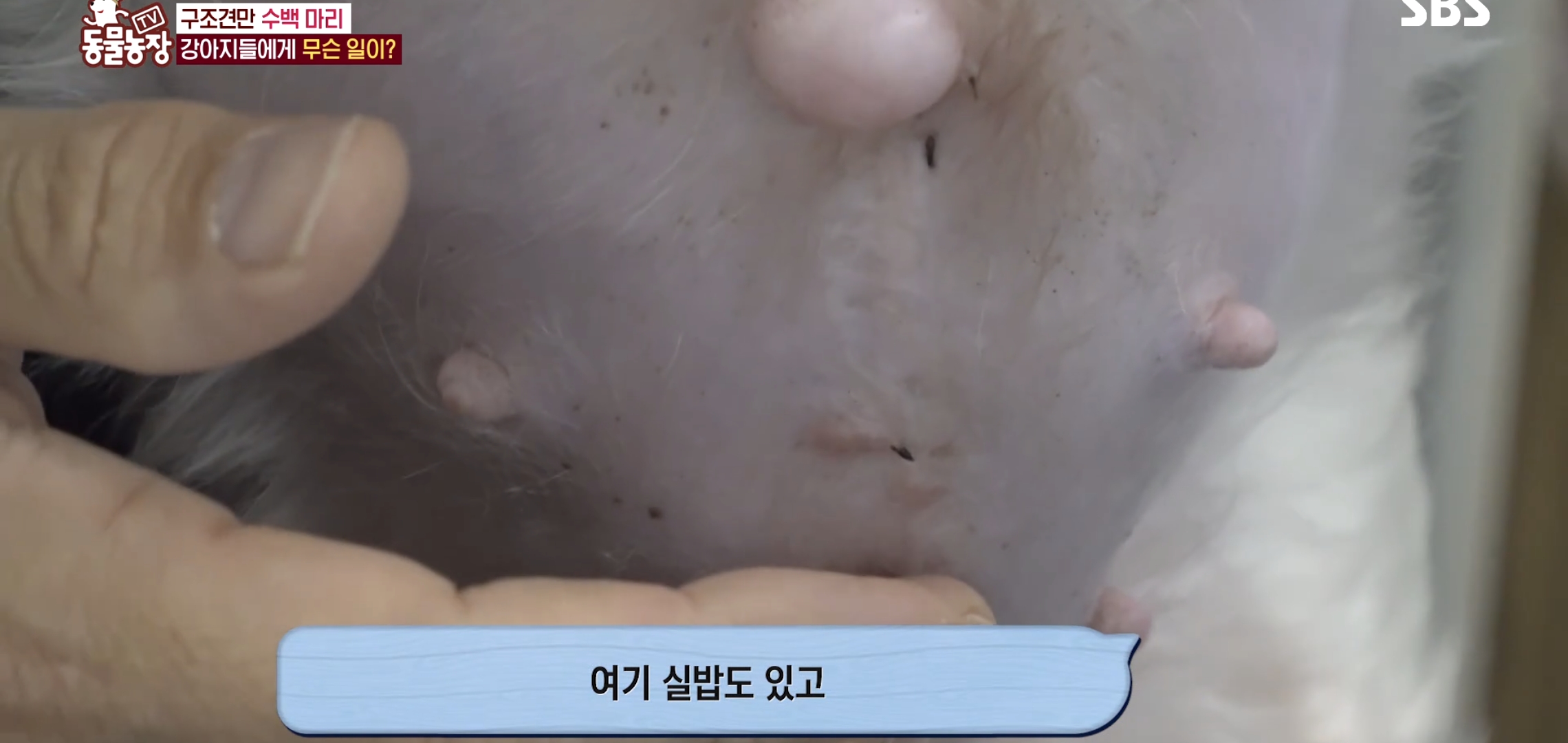 충격이다 못해 기괴한 오늘자 동물농장 폭로 방송 (충격주의).jpg | 인스티즈