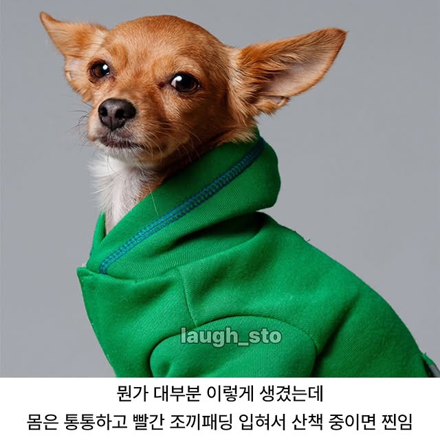 할머니할아버지들이 키우는 댕댕이 관상 | 인스티즈