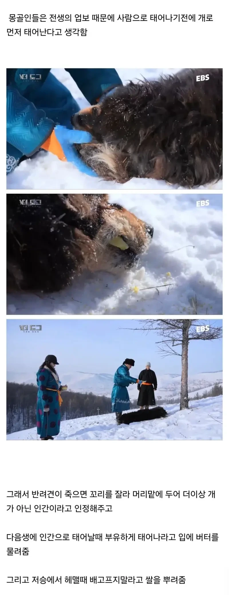 몽골인은 반려견이 죽어도 슬퍼하지 않는다 | 인스티즈