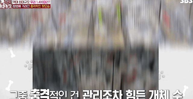 충격이다 못해 기괴한 오늘자 동물농장 폭로 방송 (충격주의).jpg | 인스티즈