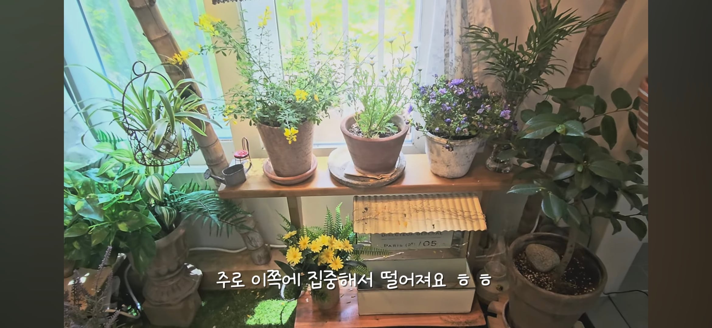다이소로 만든 연못 정원🌿 관리 (+🐦🦜) | 인스티즈