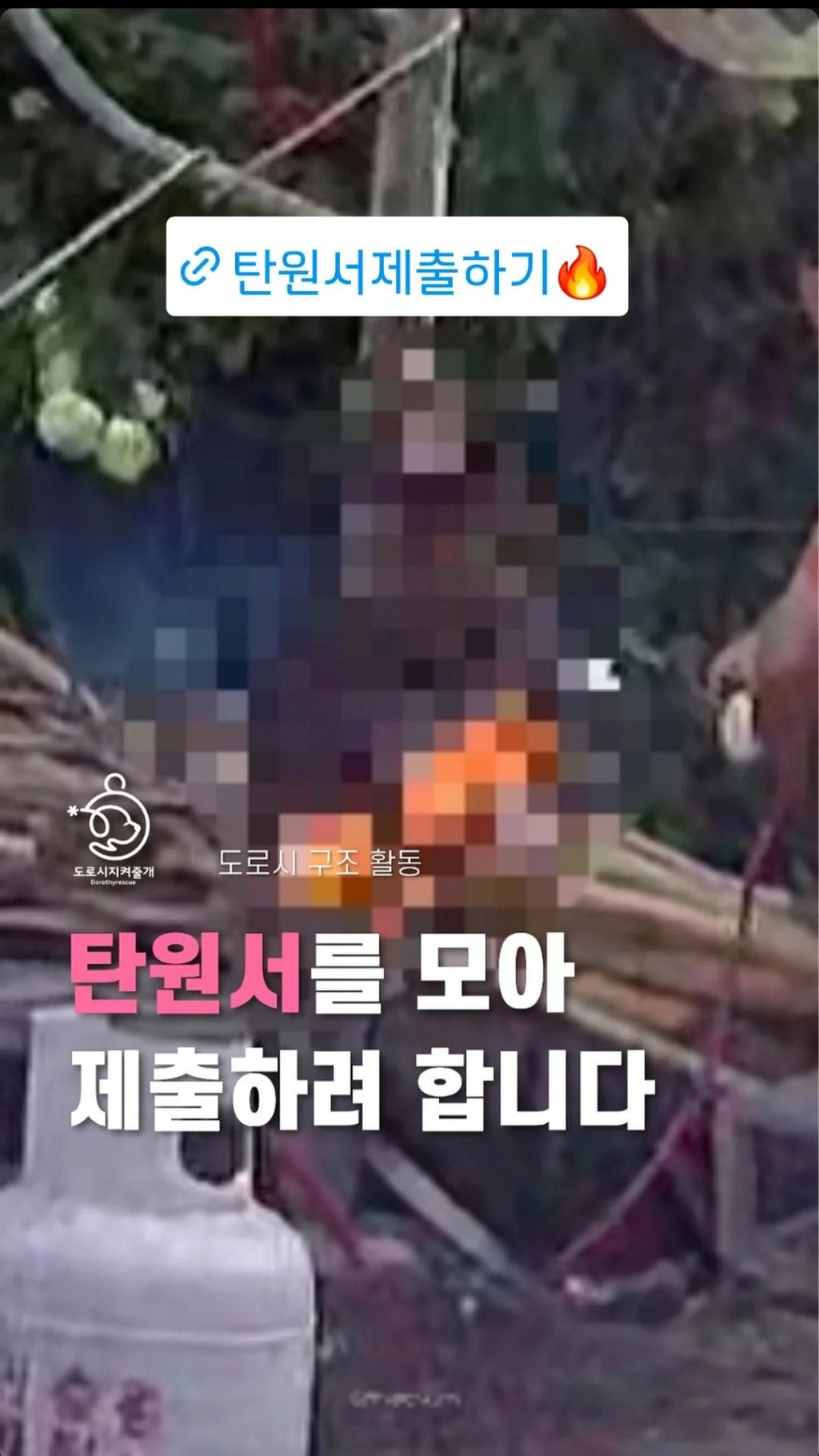 청주에서 불법 도살 (강아지 살아있는 상태로 목 매달고 불 태움) 탄원서 제출해주라 | 인스티즈