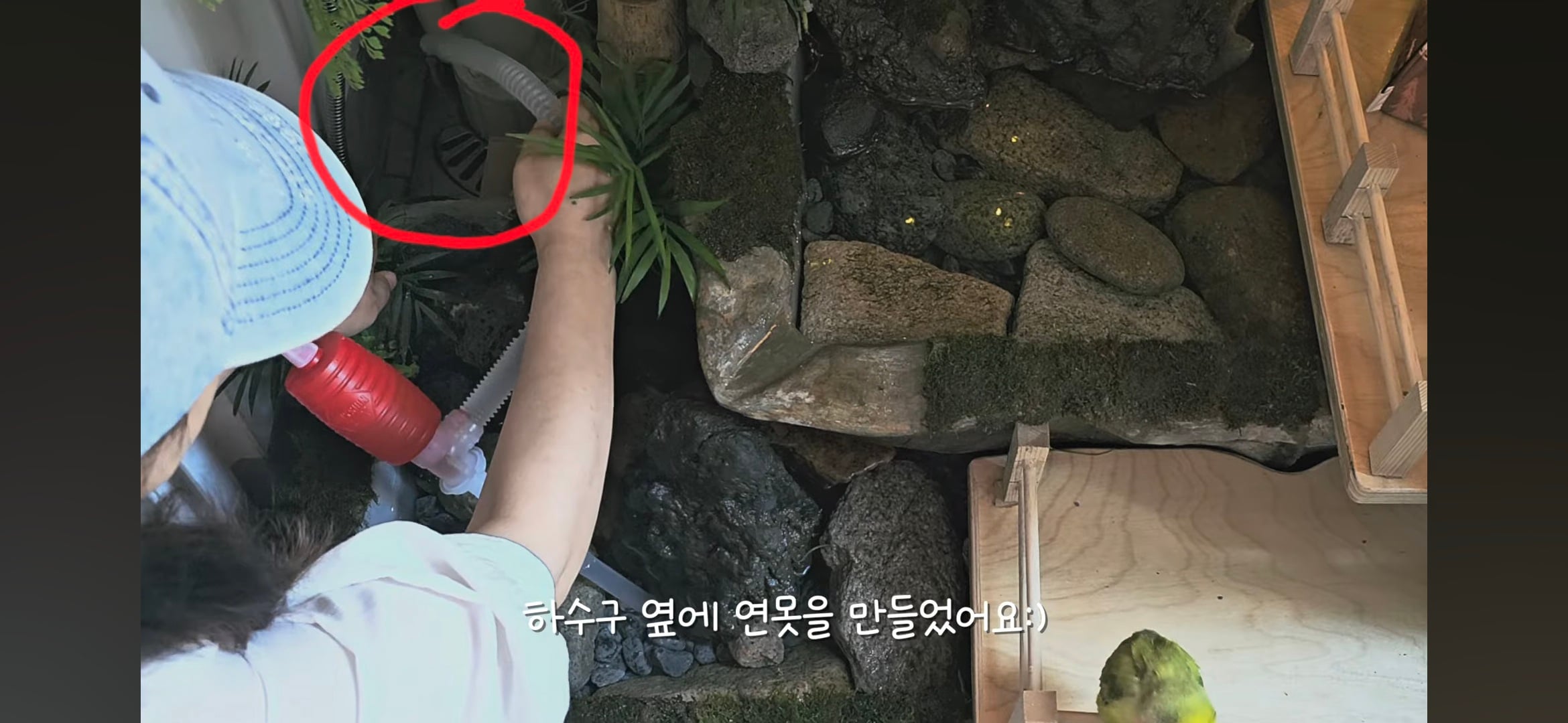 다이소로 만든 연못 정원🌿 관리 (+🐦🦜) | 인스티즈