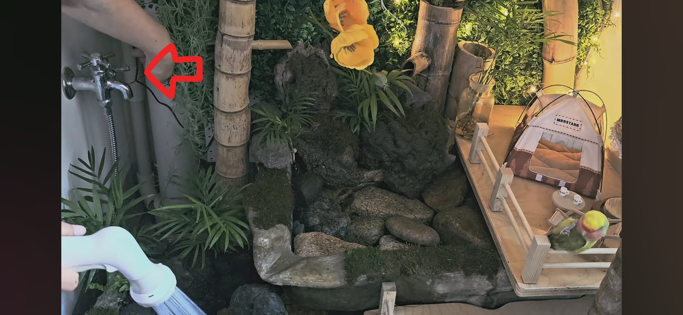 다이소로 만든 연못 정원🌿 관리 (+🐦🦜) | 인스티즈
