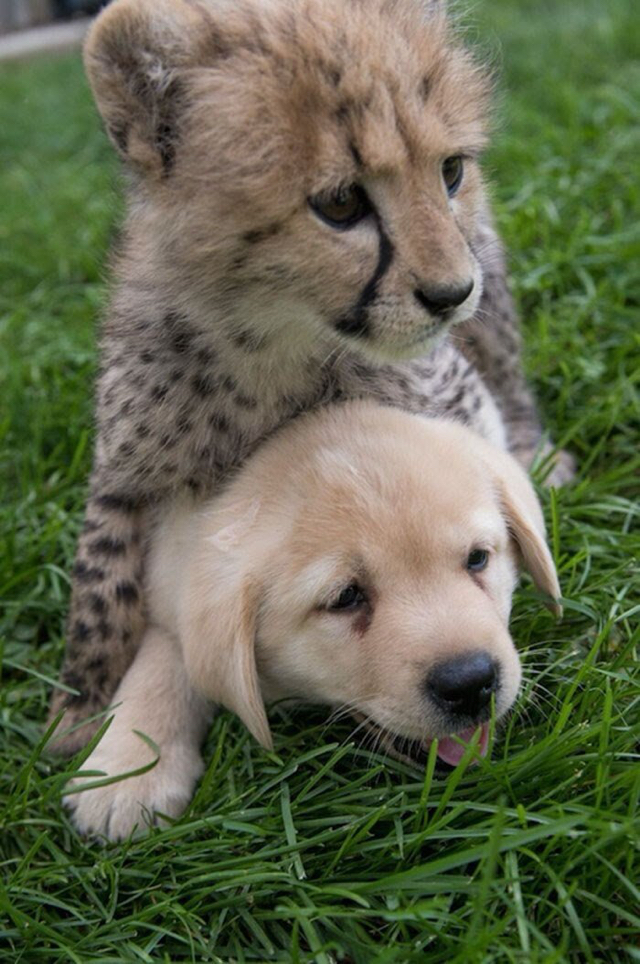 치타의 사교성 기르는 방법 🐆🐕 | 인스티즈