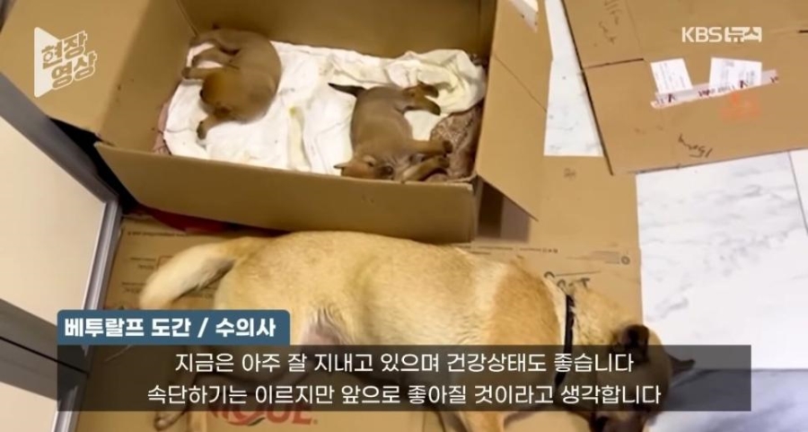 죽어가는 새끼 물고 동물병원 찾아간 어미개 | 인스티즈
