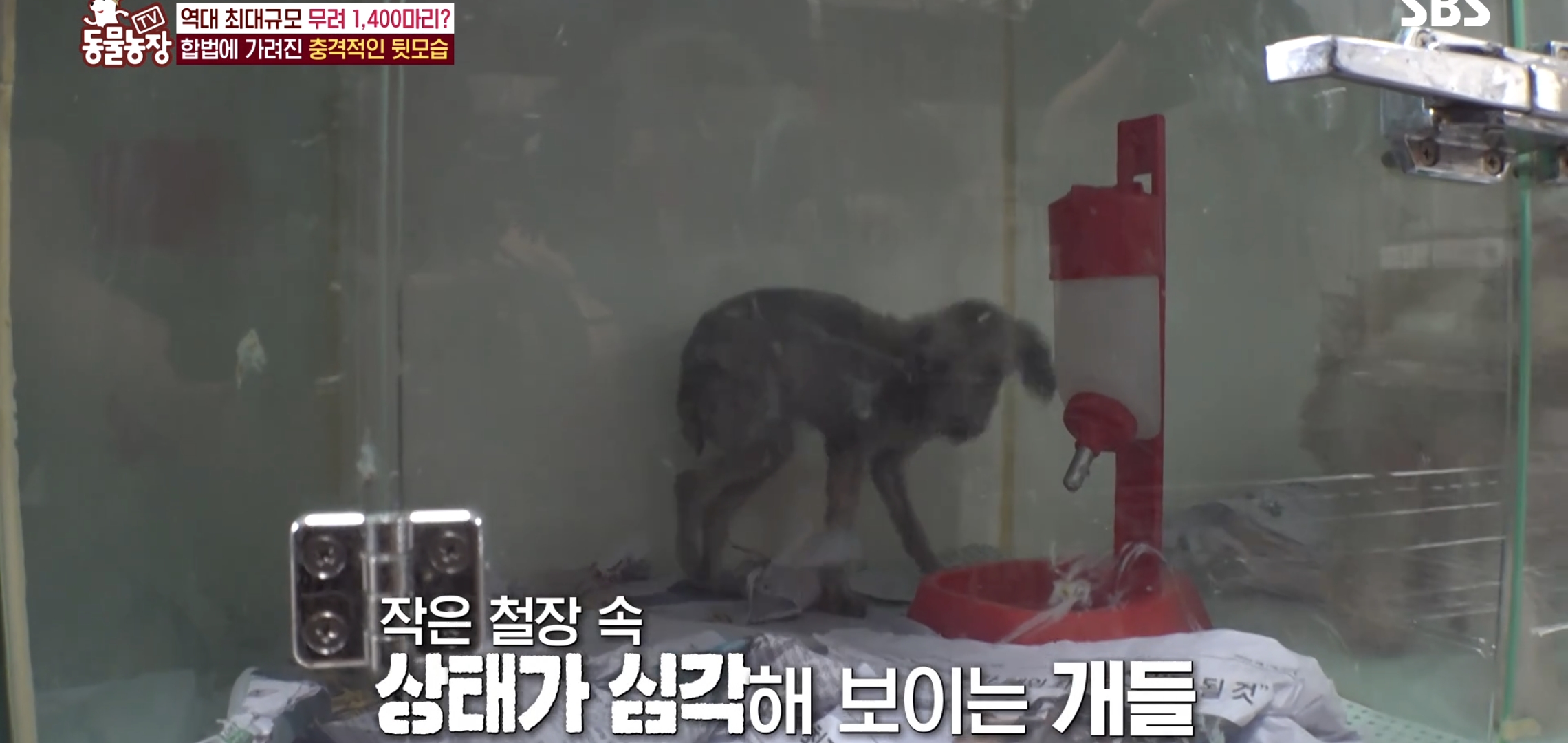 충격이다 못해 기괴한 오늘자 동물농장 폭로 방송 (충격주의).jpg | 인스티즈