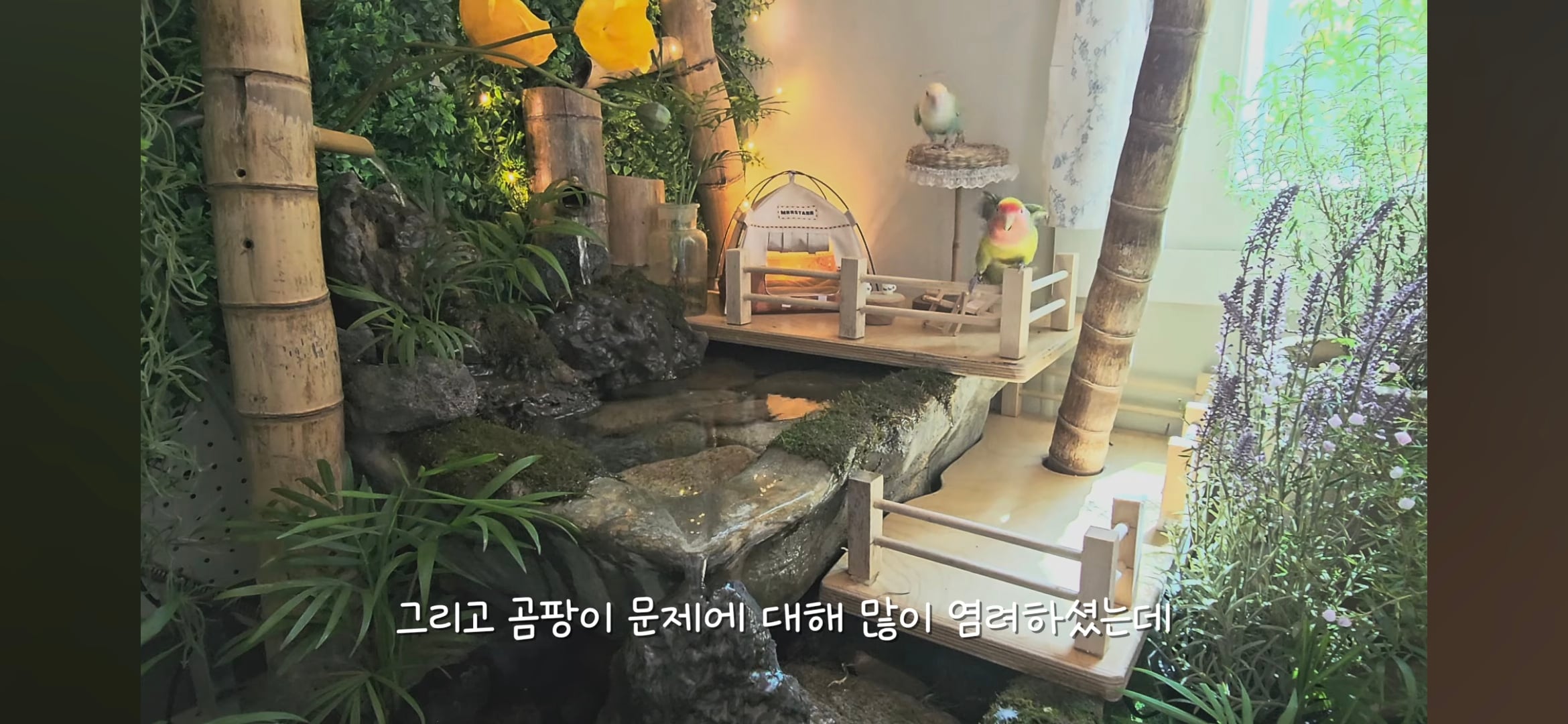 다이소로 만든 연못 정원🌿 관리 (+🐦🦜) | 인스티즈