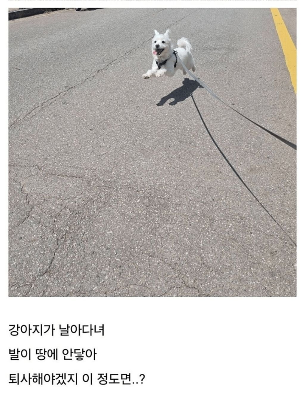나 반차내고 집에 와서 강아지 산책 중인데 | 인스티즈