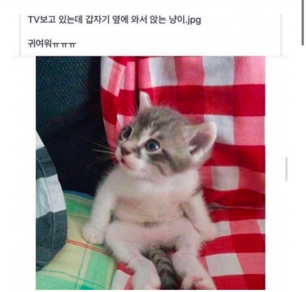 한장으로 승부보는 앉아있는 고양이 | 인스티즈