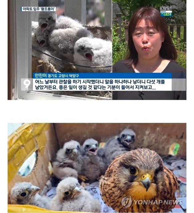 아파트 덕분에 번식률이 증가했다는 촉법동물 황조롱이 | 인스티즈