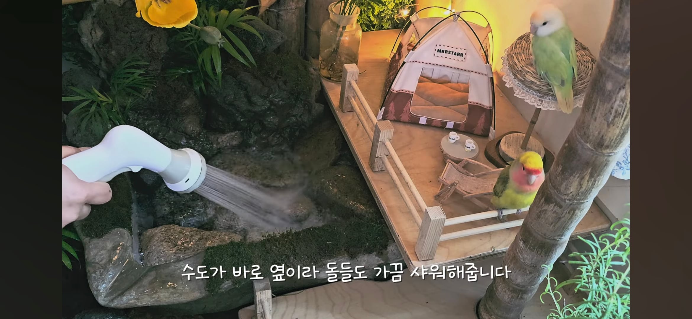 다이소로 만든 연못 정원🌿 관리 (+🐦🦜) | 인스티즈