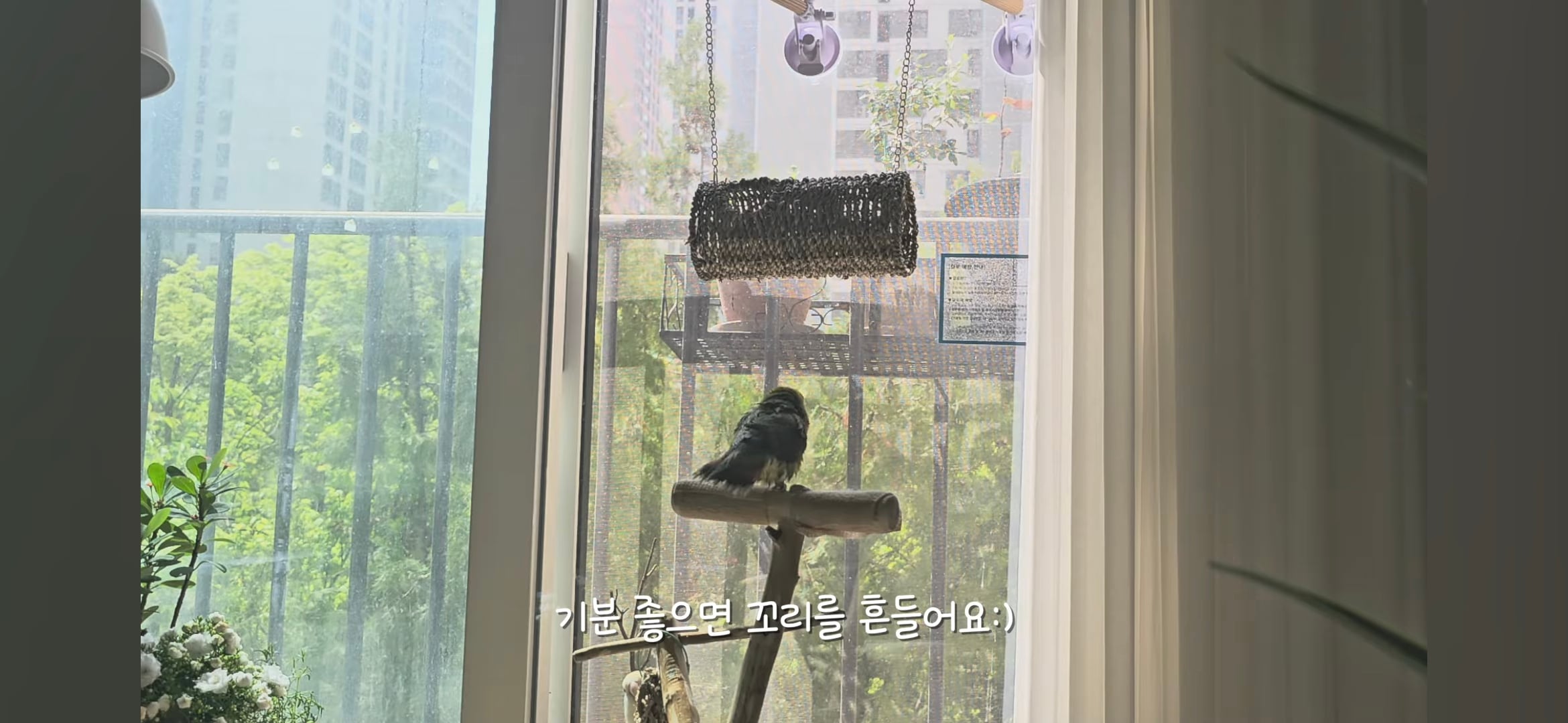 다이소로 만든 연못 정원🌿 관리 (+🐦🦜) | 인스티즈