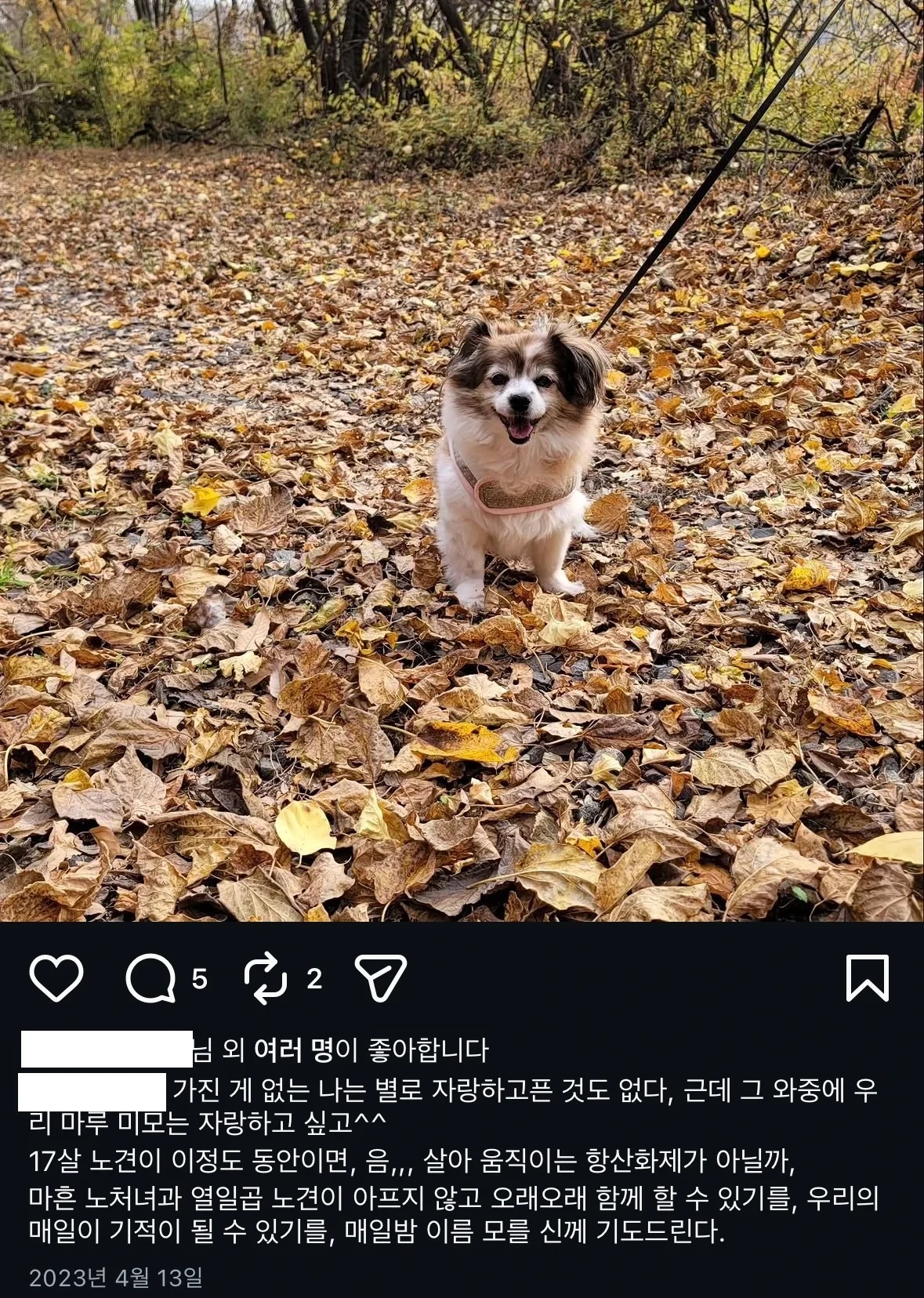 17년 전 강아지 주인 찾는 벽보 후기(?) | 인스티즈