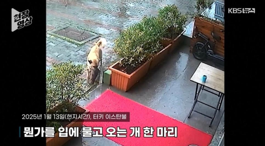 죽어가는 새끼 물고 동물병원 찾아간 어미개 | 인스티즈