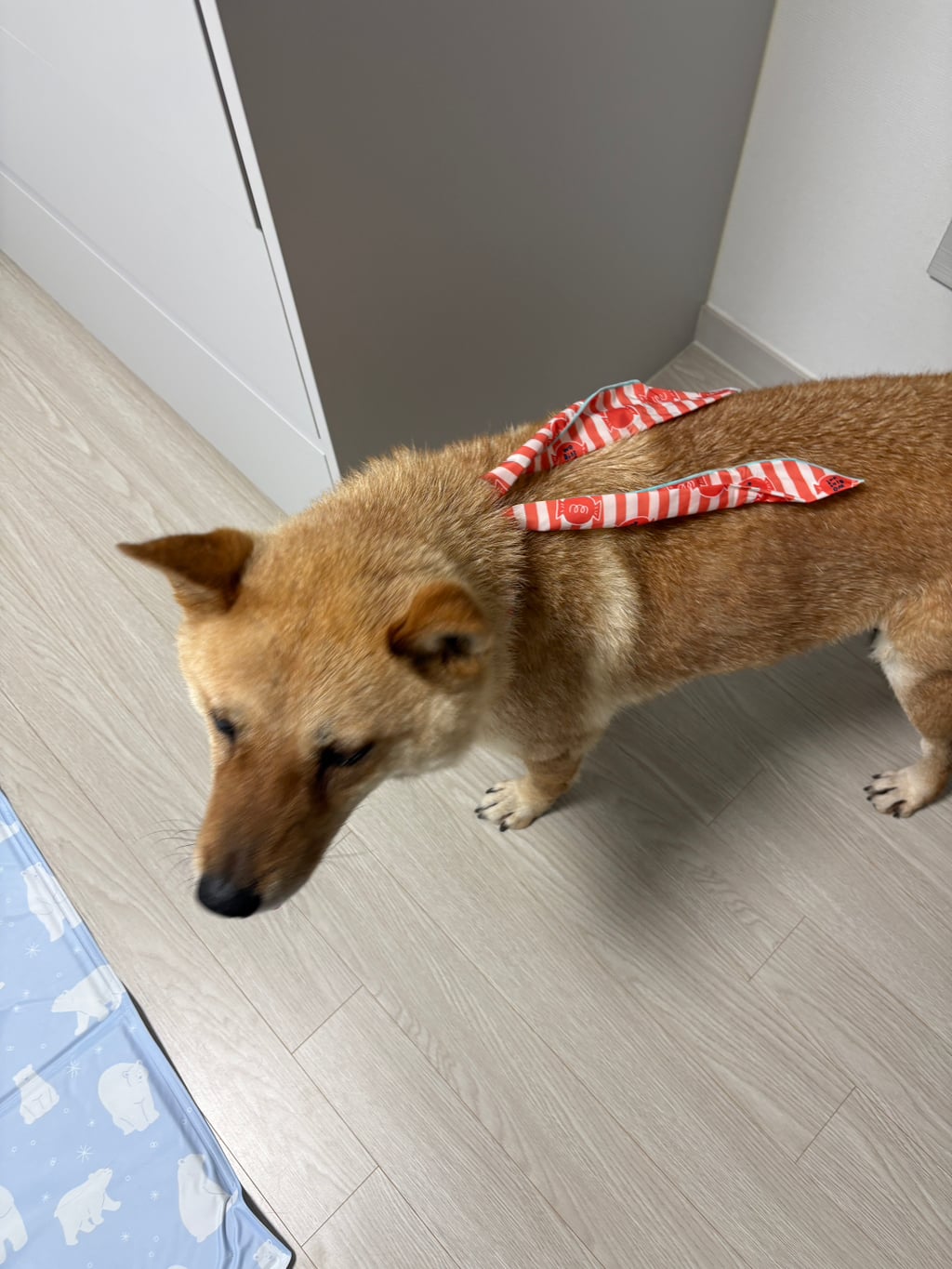 내가 멍줍해온 가나디 봐줘 ··· | 인스티즈