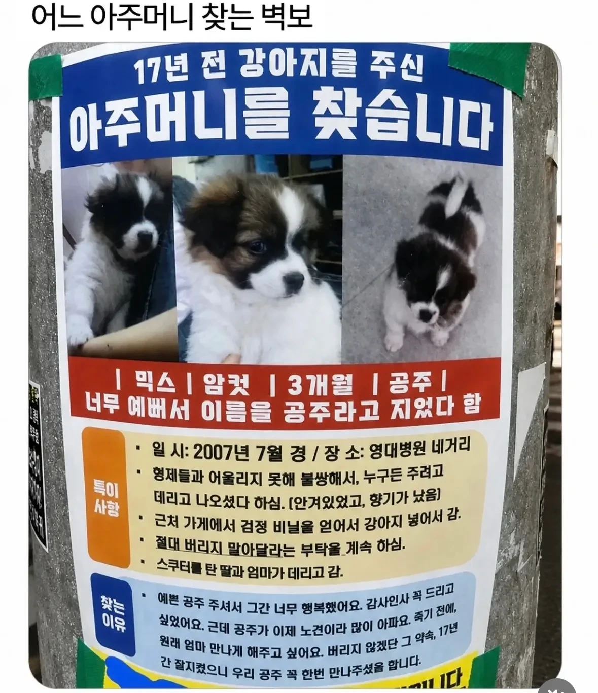 17년 전 강아지 주인 찾는 벽보 후기(?) | 인스티즈