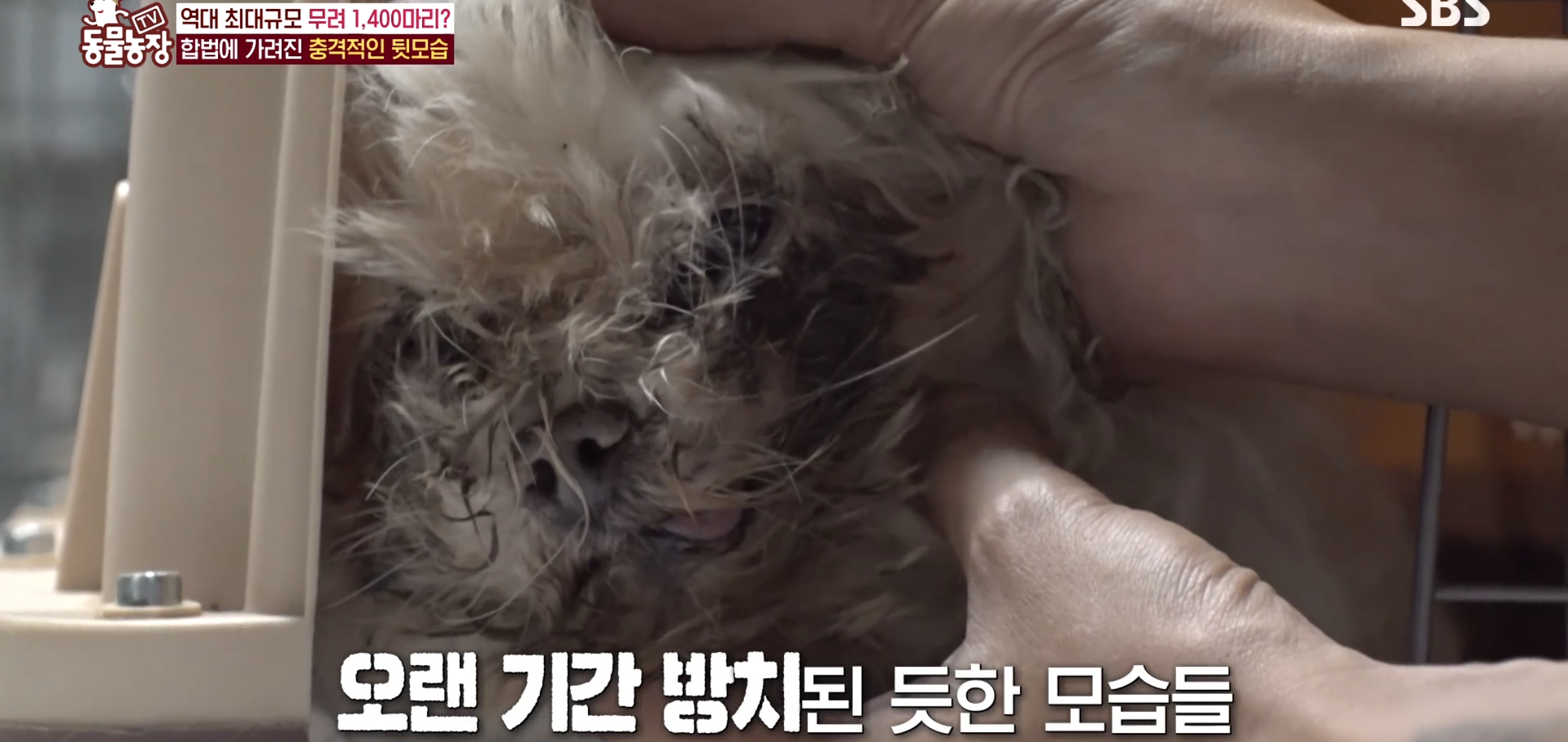 충격이다 못해 기괴한 오늘자 동물농장 폭로 방송 (충격주의).jpg | 인스티즈