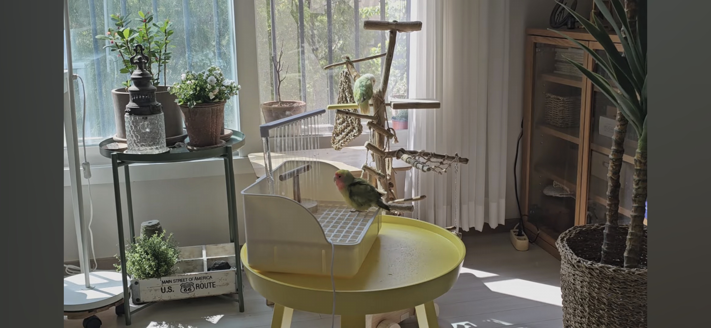 다이소로 만든 연못 정원🌿 관리 (+🐦🦜) | 인스티즈